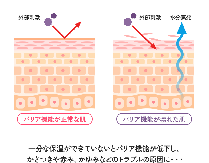 肌のバリア機能の図解